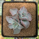 Echeveria 'Madiba' 2" Cluster Succulent Plant