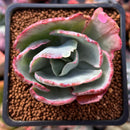 Echeveria 'Flying Cloud' Variegated 2" Succulent Plant