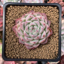 Echeveria 'Pink Crystal' 2" Succulent Plant