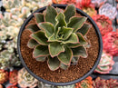 Echeveria 'Yamatoren' 4" Succulent Plant