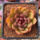 Echeveria Agavoides 'Black Queen' 2" Succulent Plant