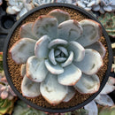 Echeveria 'Cream Sun' 5" (Not E. Ivory) Large Powdery Succulent Plant