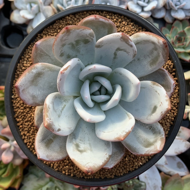 succulent plant sun Echeveria 'Cream Sun' 5" (Not E. Ivory) Large Powdery Succulent Plant – True Succulents Plant Co