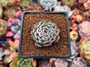 Echeveria 'Dark Minima' 1" Succulent Plant