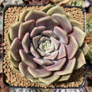 Echeveria 'Pastel Leon' 3"-4" Succulent Plant
