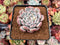 Echeveria 'Viyant' 2"-3" Succulent Plant