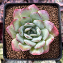 Echeveria 'Paul Shay' 2” Succulent Plant
