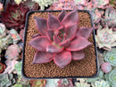 Echeveria Agavoides 'Red Ebony' 3"-4" Succulent Plant