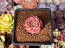Echeveria 'High Ruby' ('Luming' x 'Helena' Hybrid) 1" New Hybrid Succulent Plant