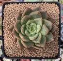 Echeveria Agavoides 'Alienor' 3" Succulent Plant