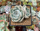 Echeveria 'Steel Heart' 2" Cluster Succulent Plant