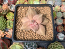 Echeveria 'Xichuensis' 2" Succulent Plant