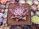 Echeveria 'Red Dragon' 3"-4" New Hybrid Succulent Plant