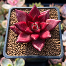 Echeveria Agavoides 'Fire Bird' 2" Succulent Plant