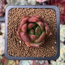 Echeveria Agavoides Hybrid 1"-2" Succulent Plant