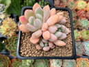 Echeveria 'Orange Sherbert' 2"-3" Cluster Succulent Plant