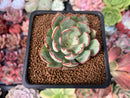 Echeveria 'Strictaflora Nova' 1" Succulent Plant