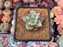 Echeveria Agavoides 'Aries' 2" Succulent Plant