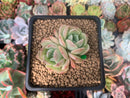 Echeveria 'Ice Cone' 2" Cluster New Hybrid Succulent Plant
