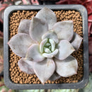 Echeveria 'German Champaign' 1" Succulent Plant