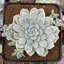 Echeveria 'Humilis' Variegated 3" Succulent Plant