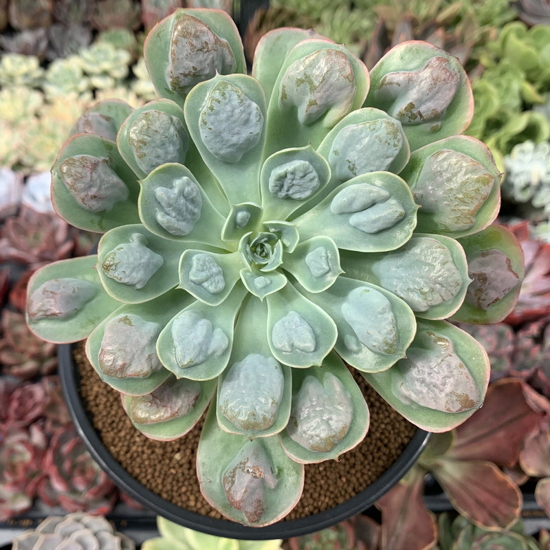 raindrops succulent plant Echeveria 'Raindrop' 3"-4" Succulent Plant