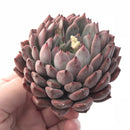 Echeveria Zaragoza Hybrid 3”-4” Rare Succulent Plant