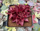 Echeveria Agavoides 'Luming' 3" Triple-Headed Cluster Succulent Plant