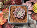 Echeveria 'Water Drop' 1" New Hybrid Succulent Plant