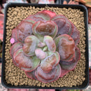 Echeveria 'Hearts Delight' 2"-3" Succulent Plant