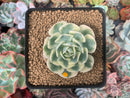 Echeveria 'Compton Carousel' 2"-3" Succulent Plant