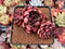 Echeveria Agavoides 'Ethan' 2"-3" Cluster Succulent Plant