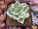 Echeveria 'Japan Moon River' Variegated 3" Succulent Plant