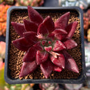 Echeveria Agavoides 'Fire Eagle' 2" New Hybrid Succulent Plant