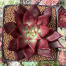 Echeveria Agavoides 'Johnny Walker' 3" Succulent Plant