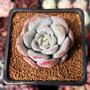 Echeveria 'Milk Rose' 2" Succulent Plant