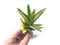 Aloe 'Nobilis' Variegated Cluster 3" Succulent Plant