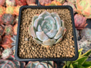 Echeveria sp. 1" Succulent Plant