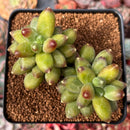Pachyphytum 'Compactum' 2"-3" Cluster Succulent Plant