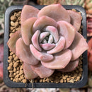 Echeveria 'Missing You' 2" Succulent Plant