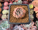 Echeveria 'Esca' 1" Small New Hybrid Succulent Plant