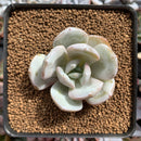 Echeveria 'Cream Tea' 2" Powdery Succulent Plant