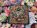 Echeveria Agavoides 'Enita' 2" Succulent Plant