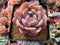 Echeveria 'Orange Monroe' 4" Powdery Succulent Plant