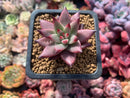 Echeveria Agavoides 'Sirius' 2" Succulent Plant