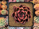 Echeveria Agavoides 'Abaresque' 3" Succulent Plant