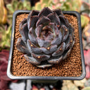 Echeveria 'Black Cave' 2" New Air Magic Hybrid Succulent Plant