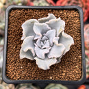 Echeveria 'Crispate Beauty' 1"-2" Powdery Succulent Plant