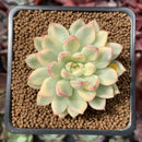 Echeveria 'Mebina' Variegated 2" Succulent Plant