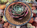 Echeveria 'Muesli' 4" Succulent Plant